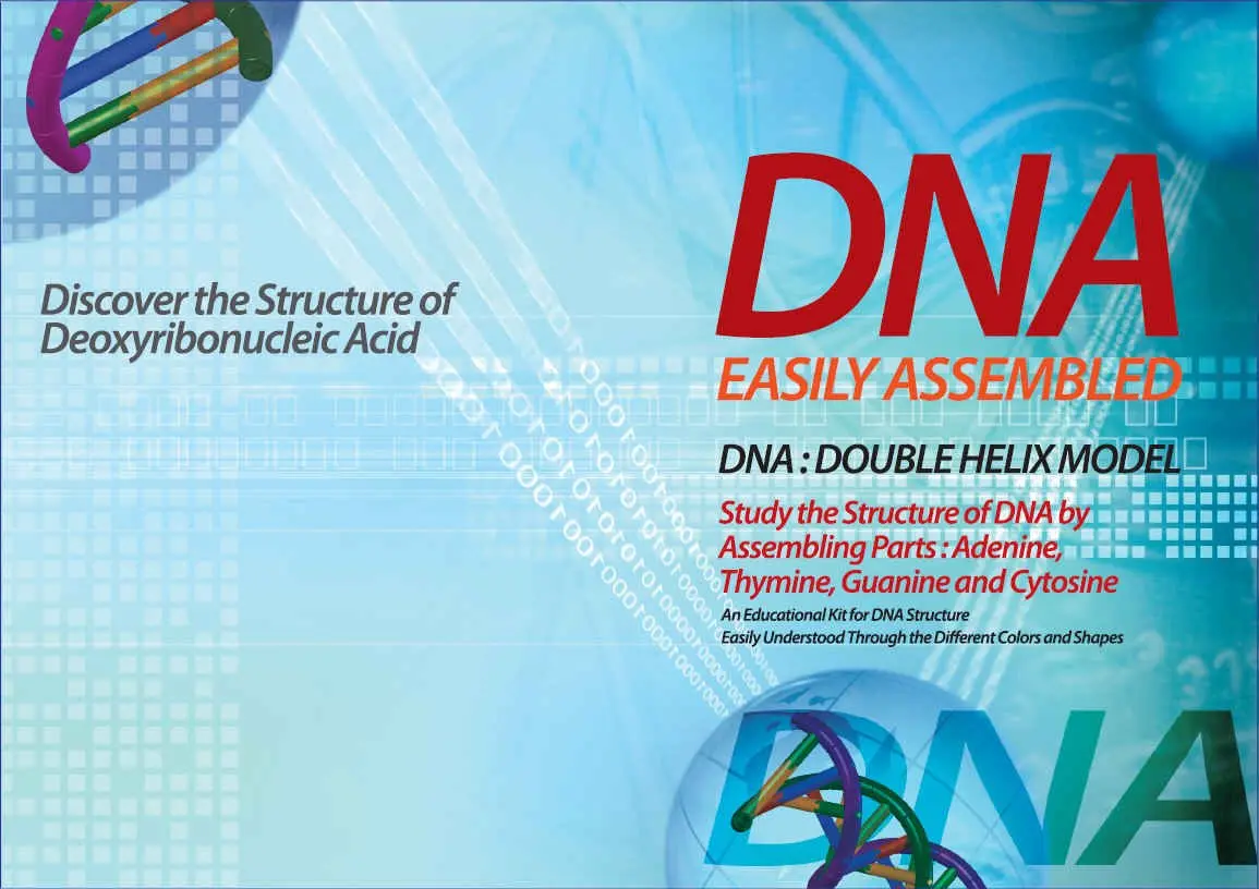 DNA Double Helix Model | Educational DNA Kit for Science Learning - view 6