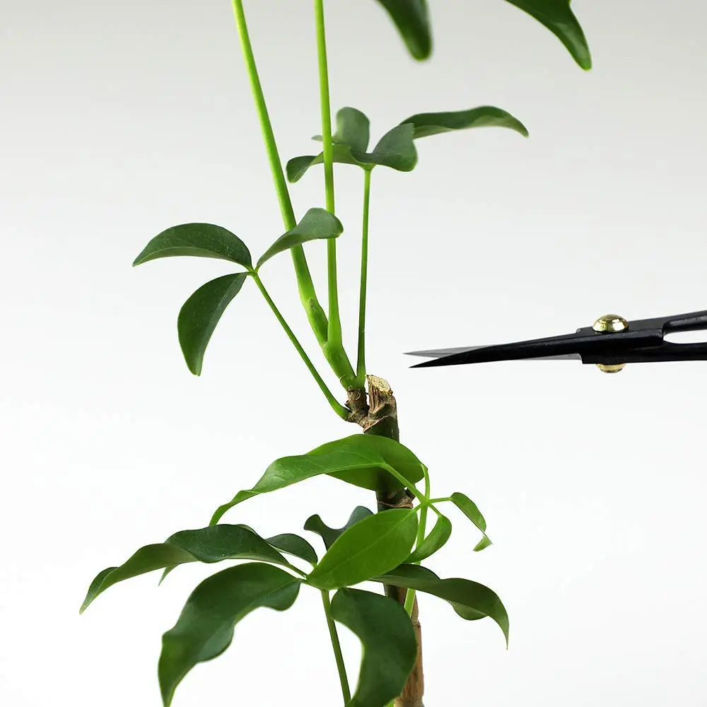 Wazakura Satsuki Bonsai Scissors 7in (180mm) Black | Japanese Carbon Steel Pruning Shears - view 6