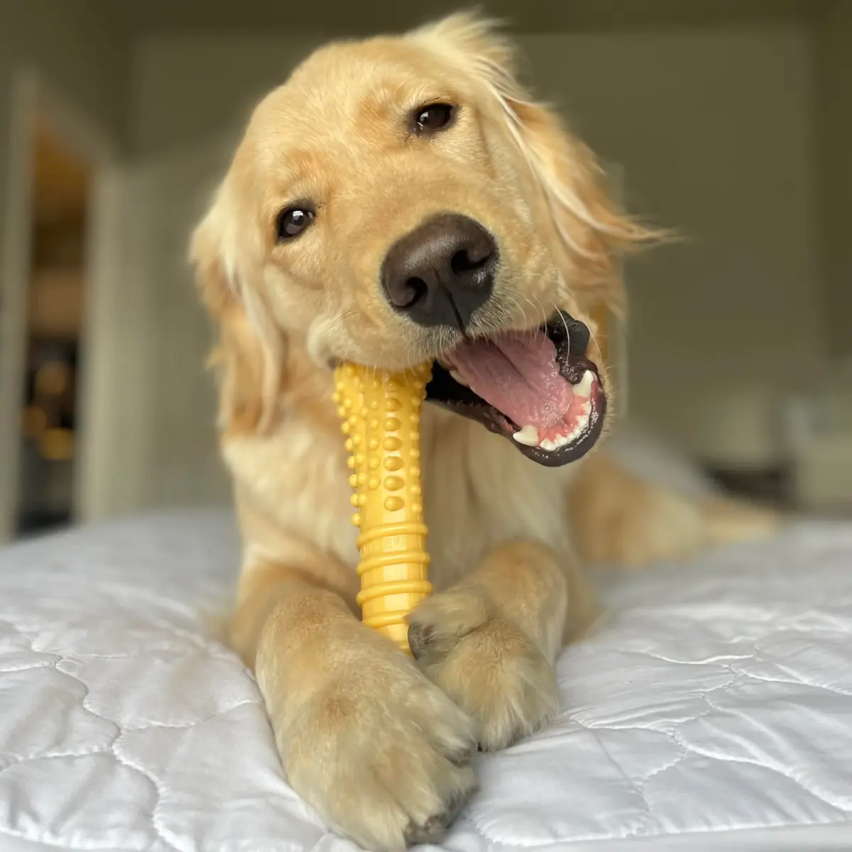 Nylabone Power Chew Customer Favorites Dog Chew Toys, Large, 3 Count | Tough Nylon for Aggressive Chewers - view 5