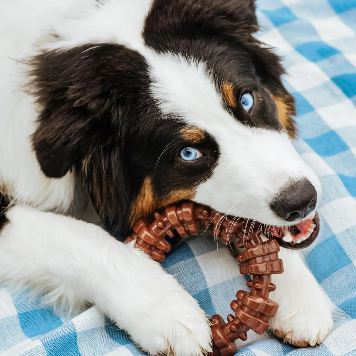 Nylabone Power Chew Customer Favorites Dog Chew Toys, Large, 3 Count | Tough Nylon for Aggressive Chewers - view 7