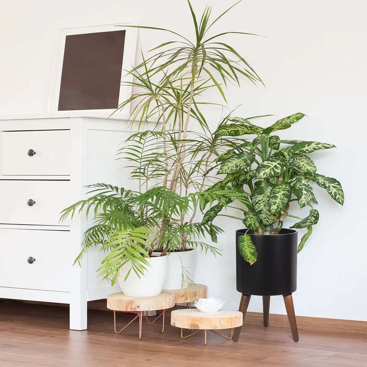 D'vine Dev 10 Inch Planter Pot with Wood Stand | Black, Mid-Century Modern, Indoor Garden - view 2