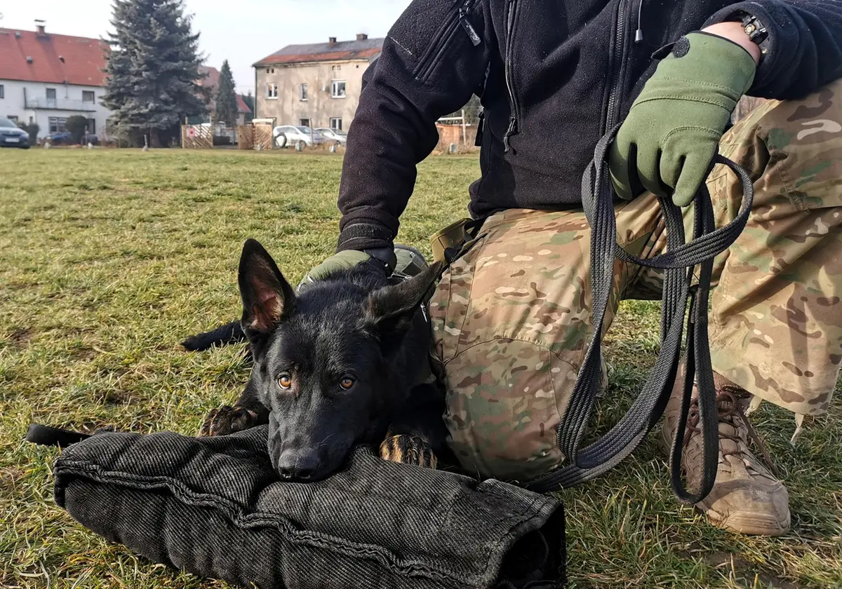 Dingo Gear Impact Protection Gear Impact_Protection_Gear Blue Bite Level 3 | Advanced Dog Training Sleeve (en_US) - view 5