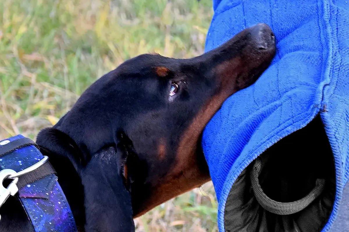 Dingo Gear Impact Protection Gear Impact_Protection_Gear Blue Bite Level 3 | Advanced Dog Training Sleeve (en_US) - view 6