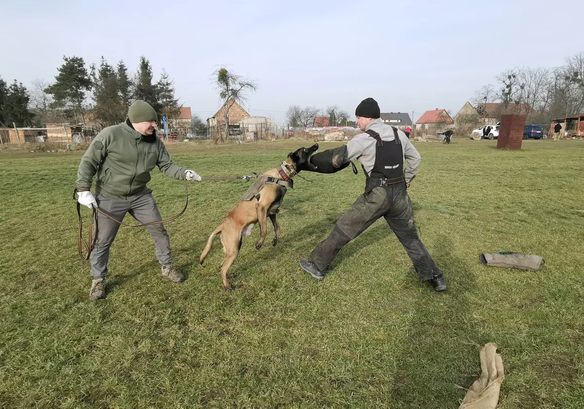 Dingo Gear Impact Protection Gear Impact_Protection_Gear Blue Bite Level 3 | Advanced Dog Training Sleeve (en_US) - view 4