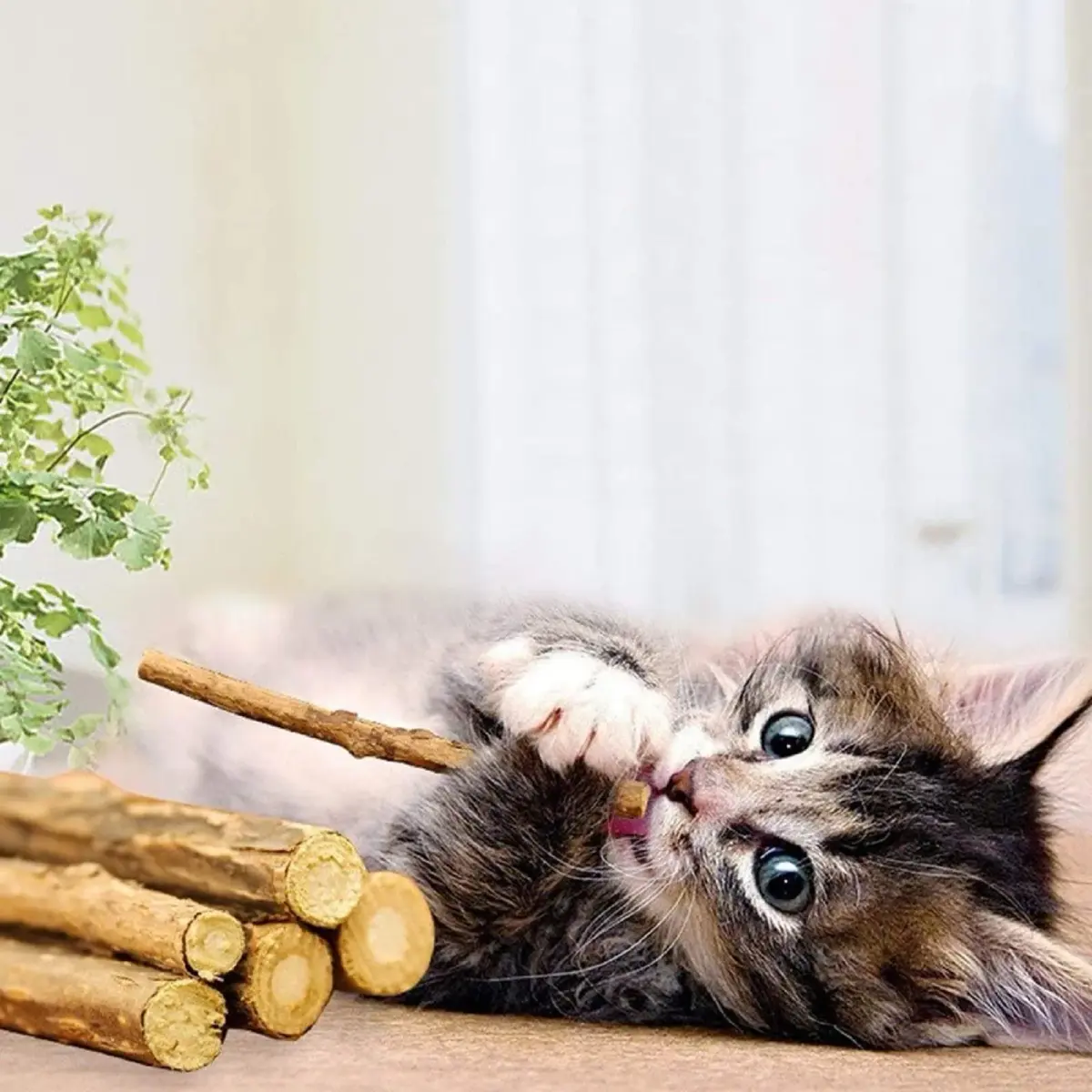WoLover Silvervine Sticks for Cats, 25 Count | Natural Matatabi Chew Toys for Dental Care & Play - view 2