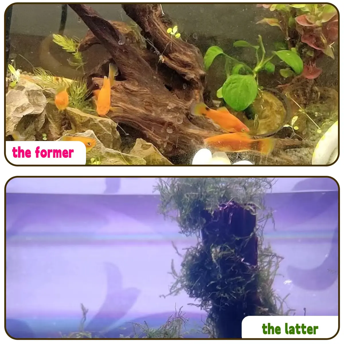 Hamiledyi Aquarium Driftwood 3.5-7in | Natural Betta Fish Tank Decor Accessories - view 7