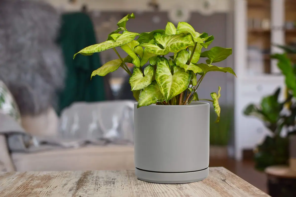 D'vine Dev 6 Inch Ceramic Planter Pot, Grey | Modern Indoor Cylinder with Drainage Hole - view 5