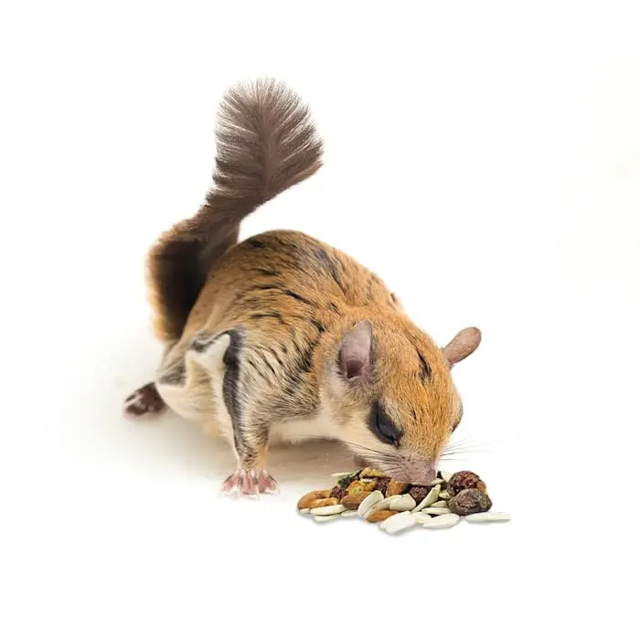 Exotic Nutrition Squirrel Complete Pet Food 1.75 lb (794 g) | Complete Natural Diet for Squirrels & Chipmunks - view 10