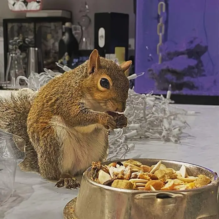 Exotic Nutrition Squirrel Complete Pet Food 1.75 lb (794 g) | Complete Natural Diet for Squirrels & Chipmunks - view 12