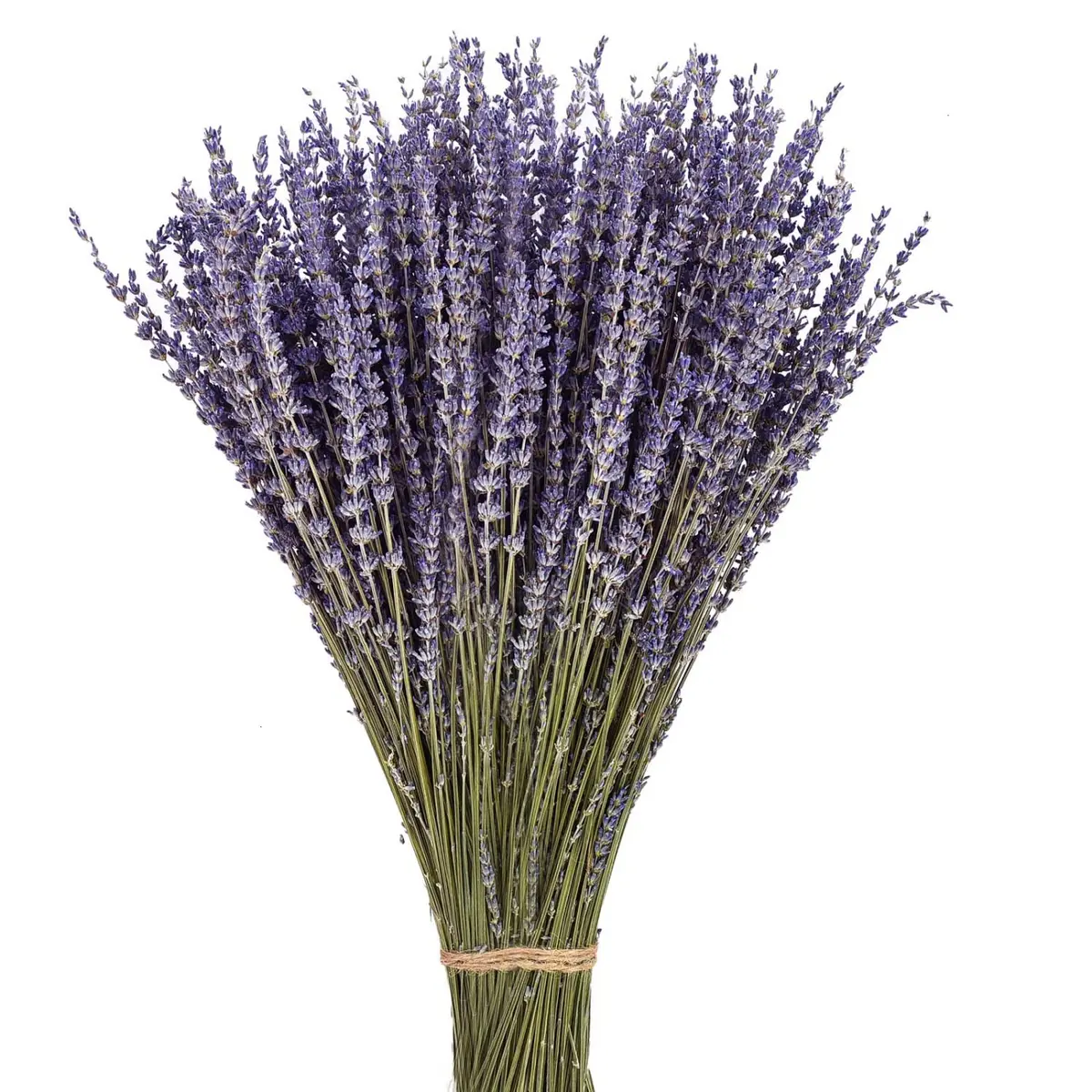June Fox Dried Lavender Flowers 270-300 Stems | Natural Home Decoration & Fragrance (120 chars) - main product image
