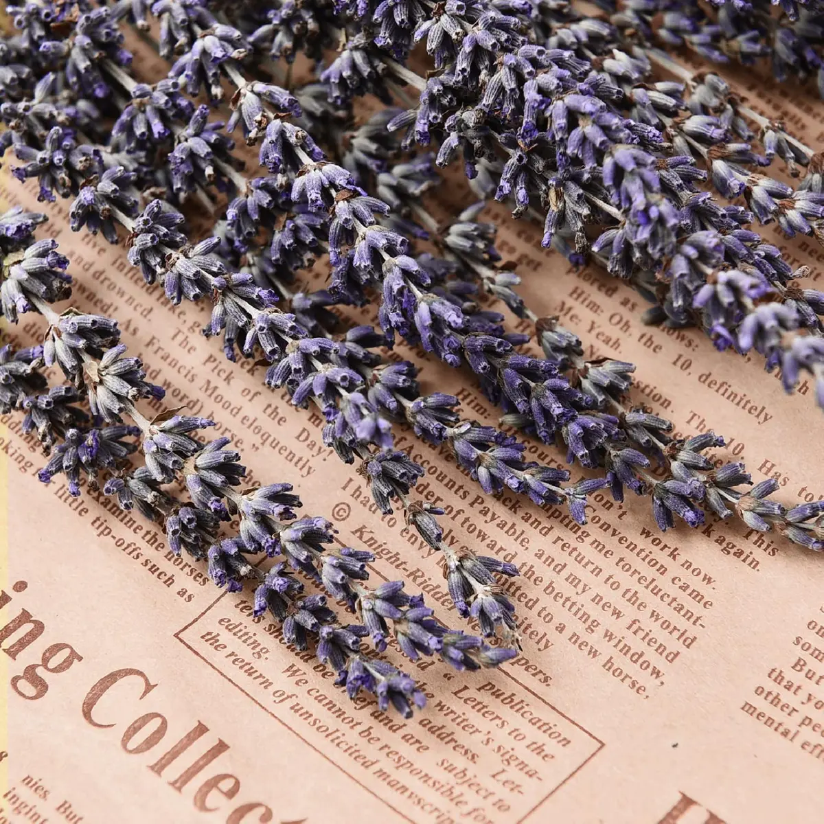 June Fox Dried Lavender Flowers 270-300 Stems | Natural Home Decoration & Fragrance (120 chars) - view 2