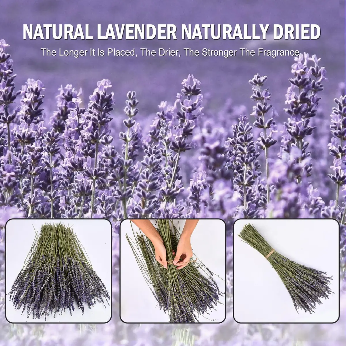 June Fox Dried Lavender Flowers 270-300 Stems | Natural Home Decoration & Fragrance (120 chars) - view 3