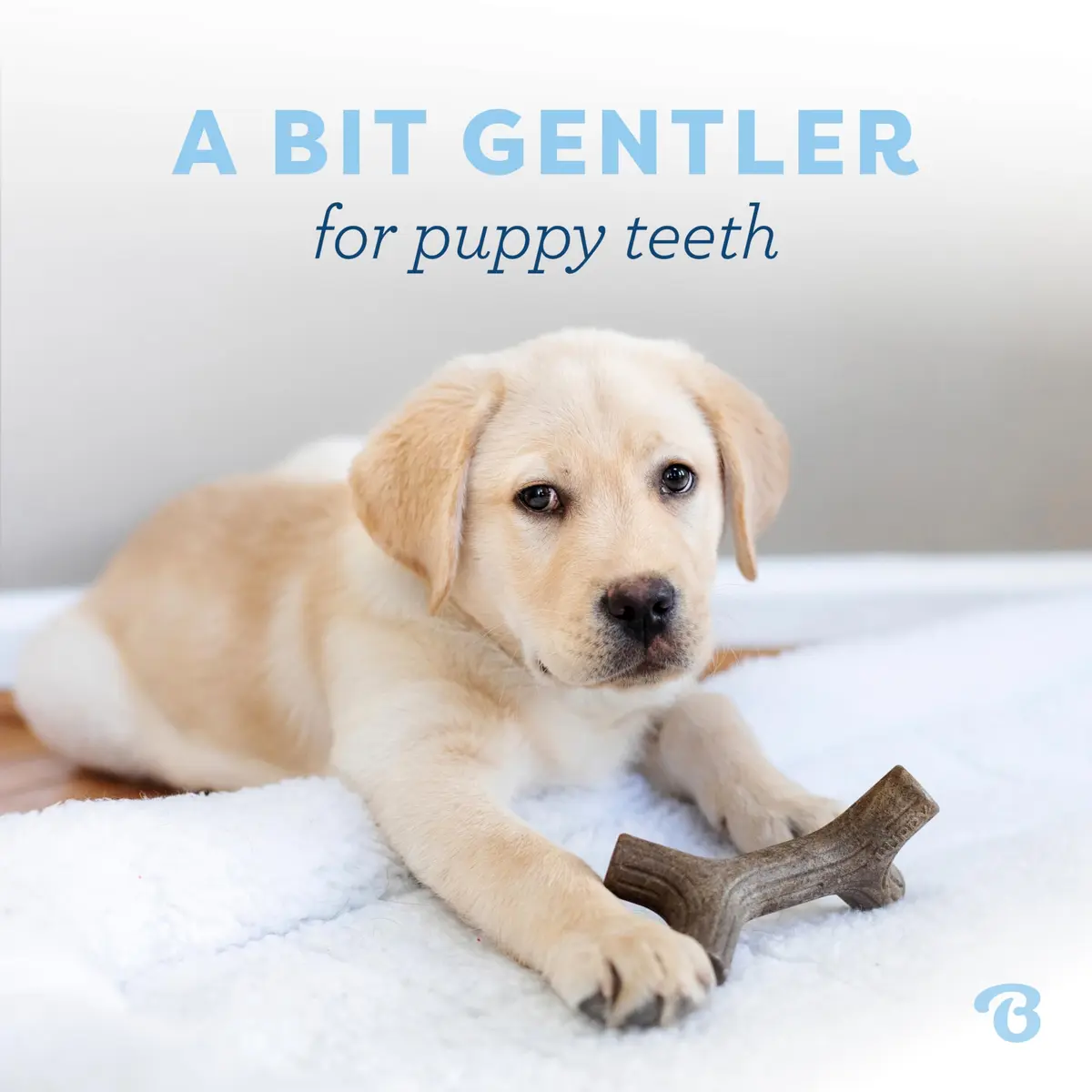 Benebone Puppy 2-Pack Maplestick/Zaggler Dog Chew Toys, Tiny | Durable Nylon Chew for Teething Pups - view 2
