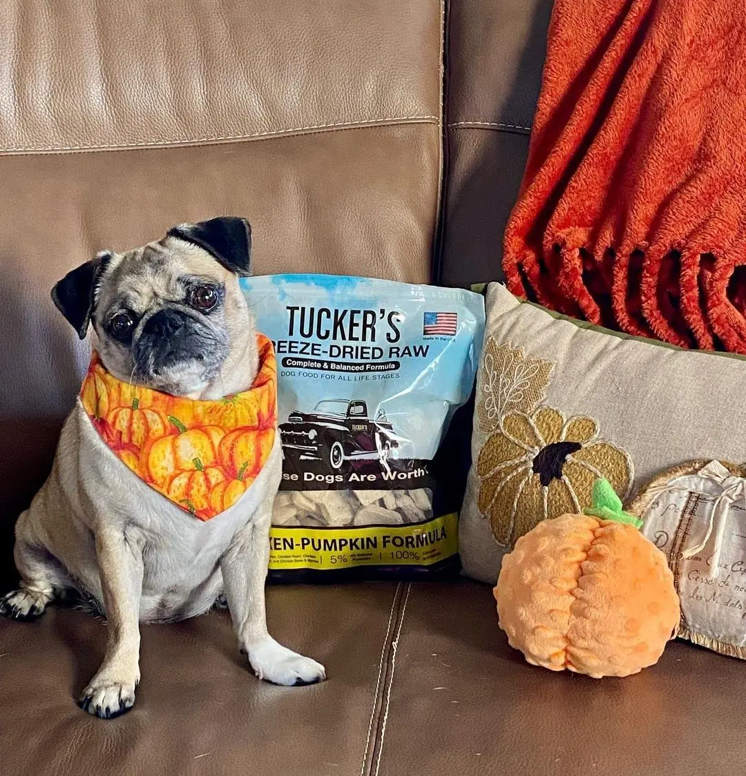 Tucker's Raw Frozen Freeze Dried Dog Food Chicken & Pumpkin 14oz | Complete & Balanced for All Life Stages - view 8