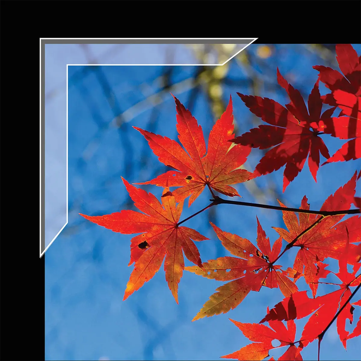 Lineco Slimline Polypropylene Mounting Corners 72 PCS | Acid-Free Archival Quality for Photos & Art - view 3