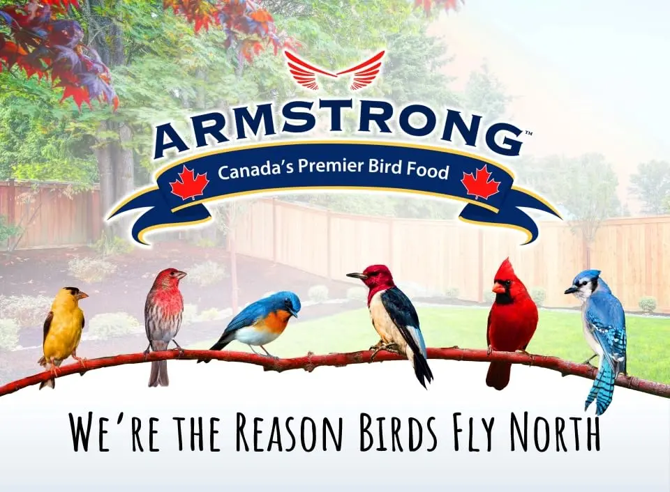 Armstrong Bird Food Nyjer Bird Seed 4lbs | High-Energy, Nutritious for Small Birds - view 6
