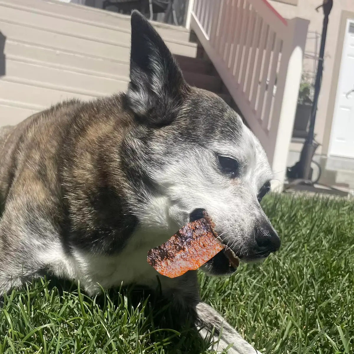 Pupford Salmon Dog Treats 4 oz | Natural, Single Ingredient, Low Calorie Reward - view 5