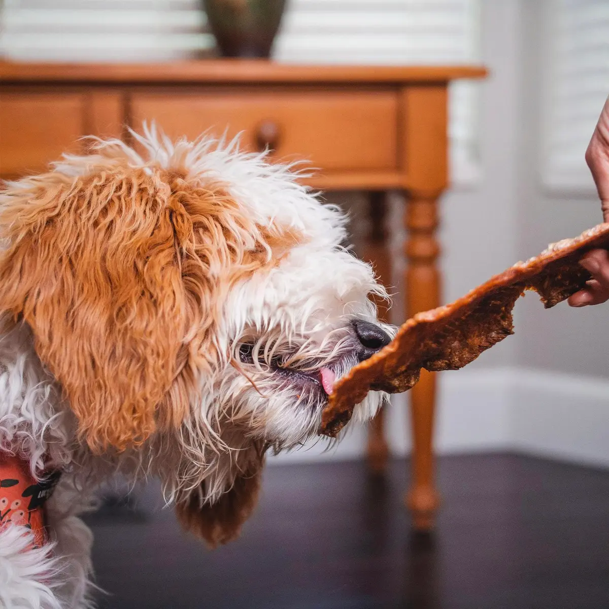 Pupford Salmon Dog Treats 4 oz | Natural, Single Ingredient, Low Calorie Reward - view 6