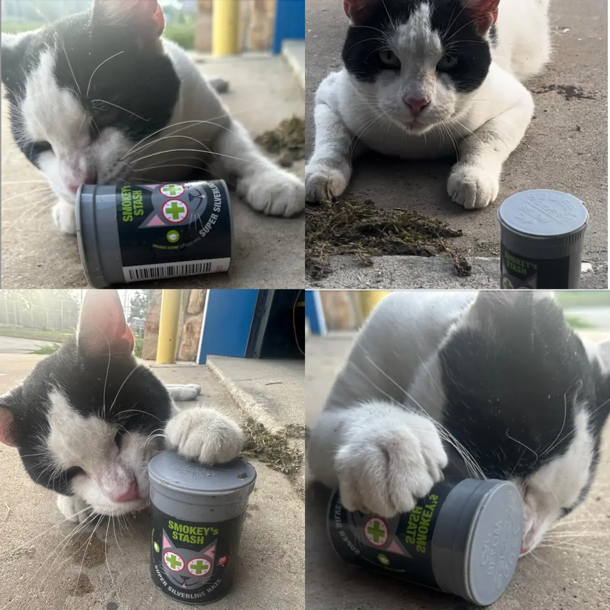 Smokey's Stash Silvervine Haze Potent Catnip and Silver Vine Blend for Cats (18g) - view 6