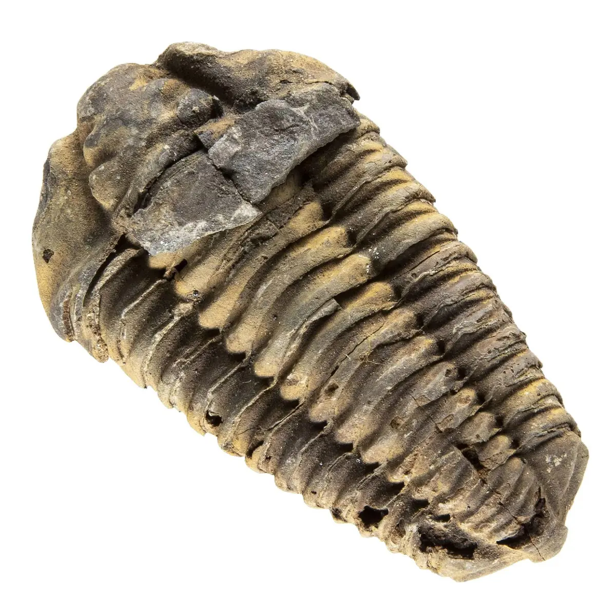 KALIFANO Authentic Large Arthropod Calymene Trilobite Fossil from Morocco | 500 Million Years Old, Hand-Selected, Museum-Quality - main product image