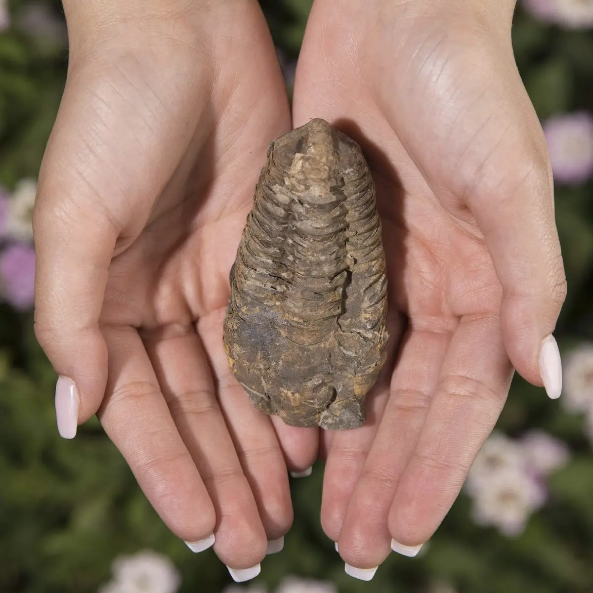 KALIFANO Authentic Large Arthropod Calymene Trilobite Fossil from Morocco | 500 Million Years Old, Hand-Selected, Museum-Quality - view 2