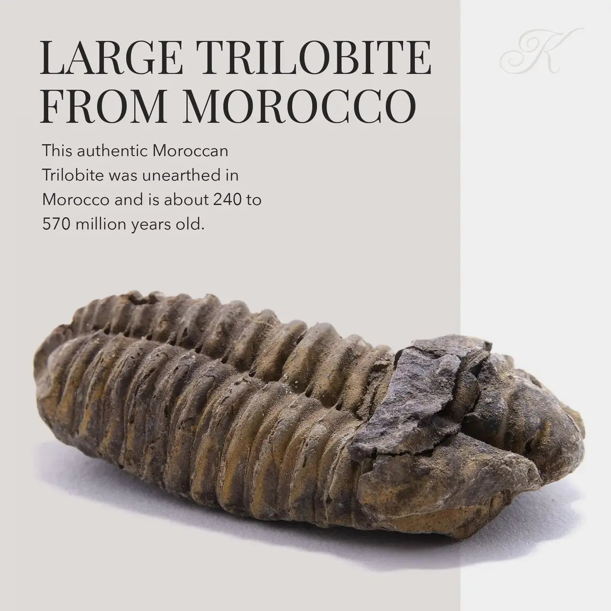 KALIFANO Authentic Large Arthropod Calymene Trilobite Fossil from Morocco | 500 Million Years Old, Hand-Selected, Museum-Quality - view 3