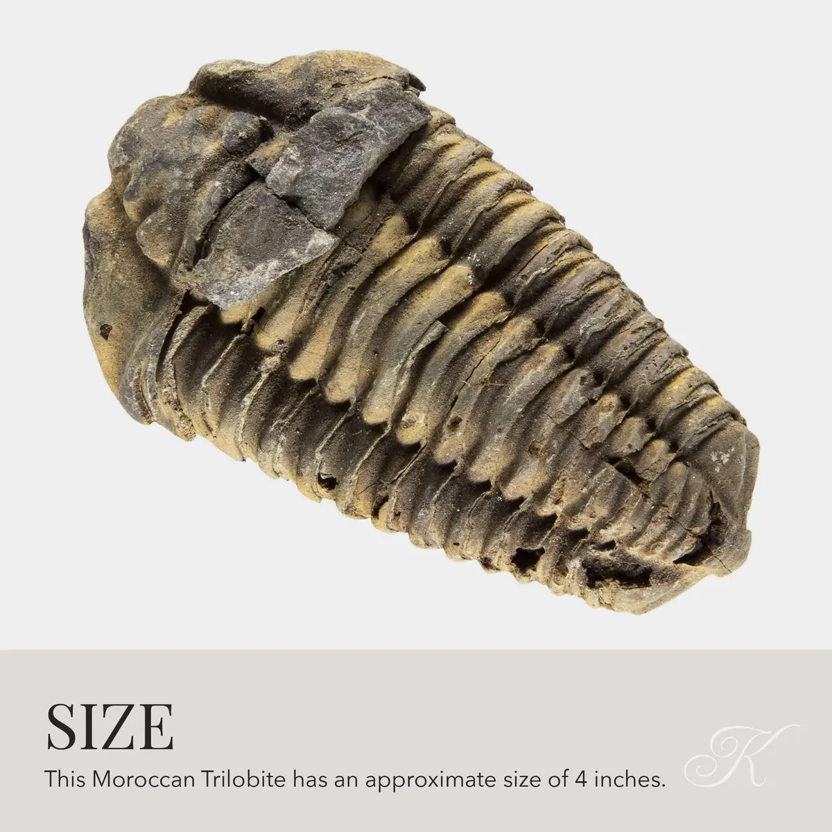 KALIFANO Authentic Large Arthropod Calymene Trilobite Fossil from Morocco | 500 Million Years Old, Hand-Selected, Museum-Quality - view 4
