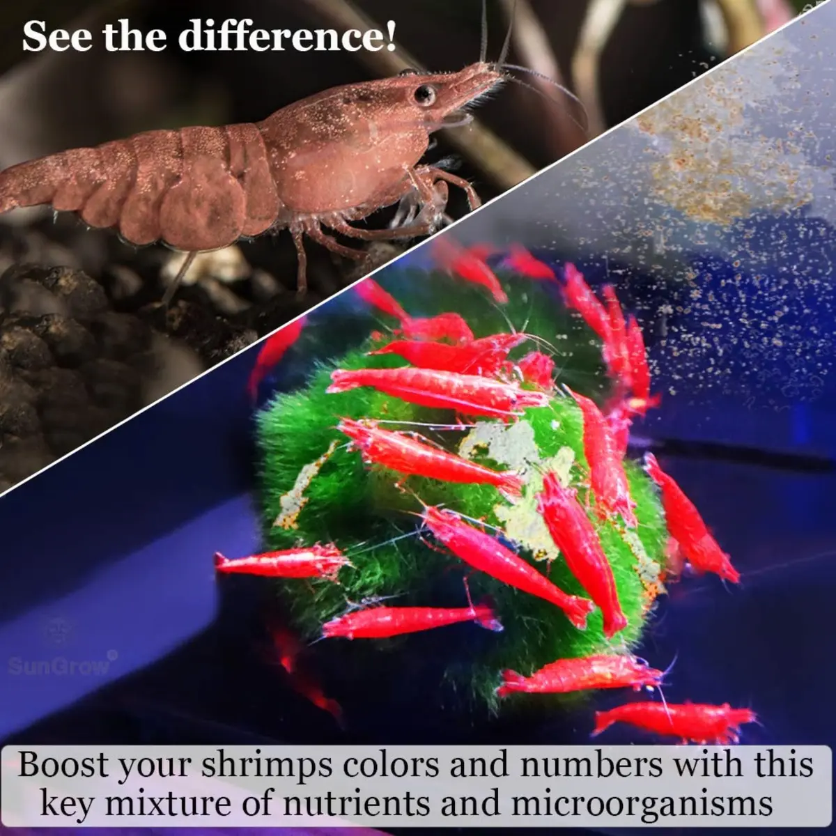 SunGrow Shrimp Calcium White Powder 1.8 oz (51 g) | Essential Mineral for Freshwater Shrimp - view 4
