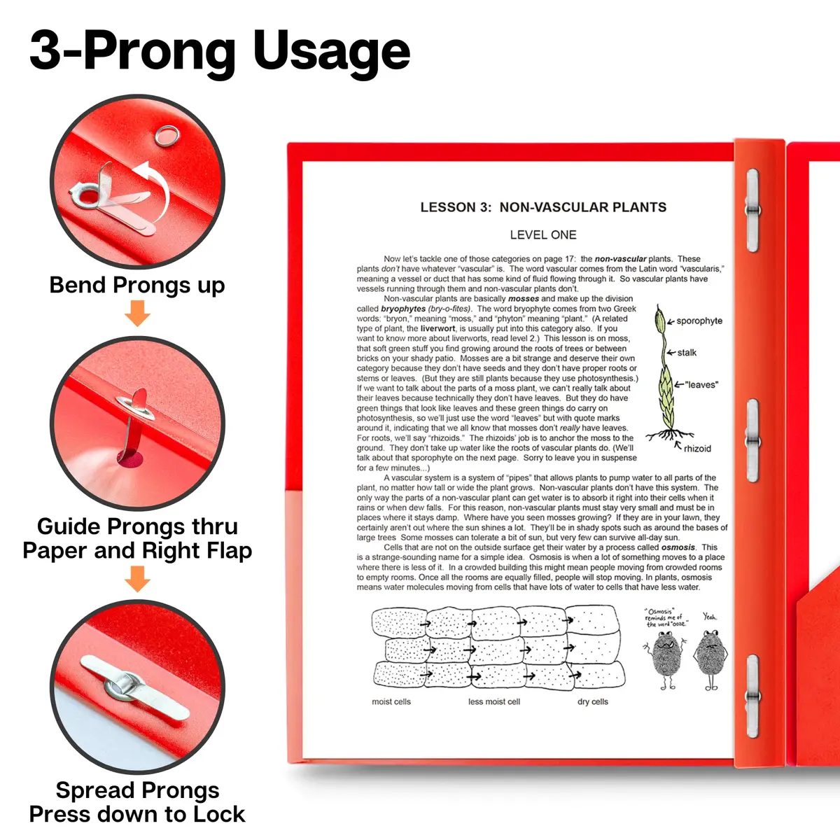 Dunwell Plastic 2-Pocket Folders with 3 Prongs, Red, 2 Pack (23.7cm x 29.5cm x 1.1cm) | Durable Poly Folders for Students & Professionals - view 4