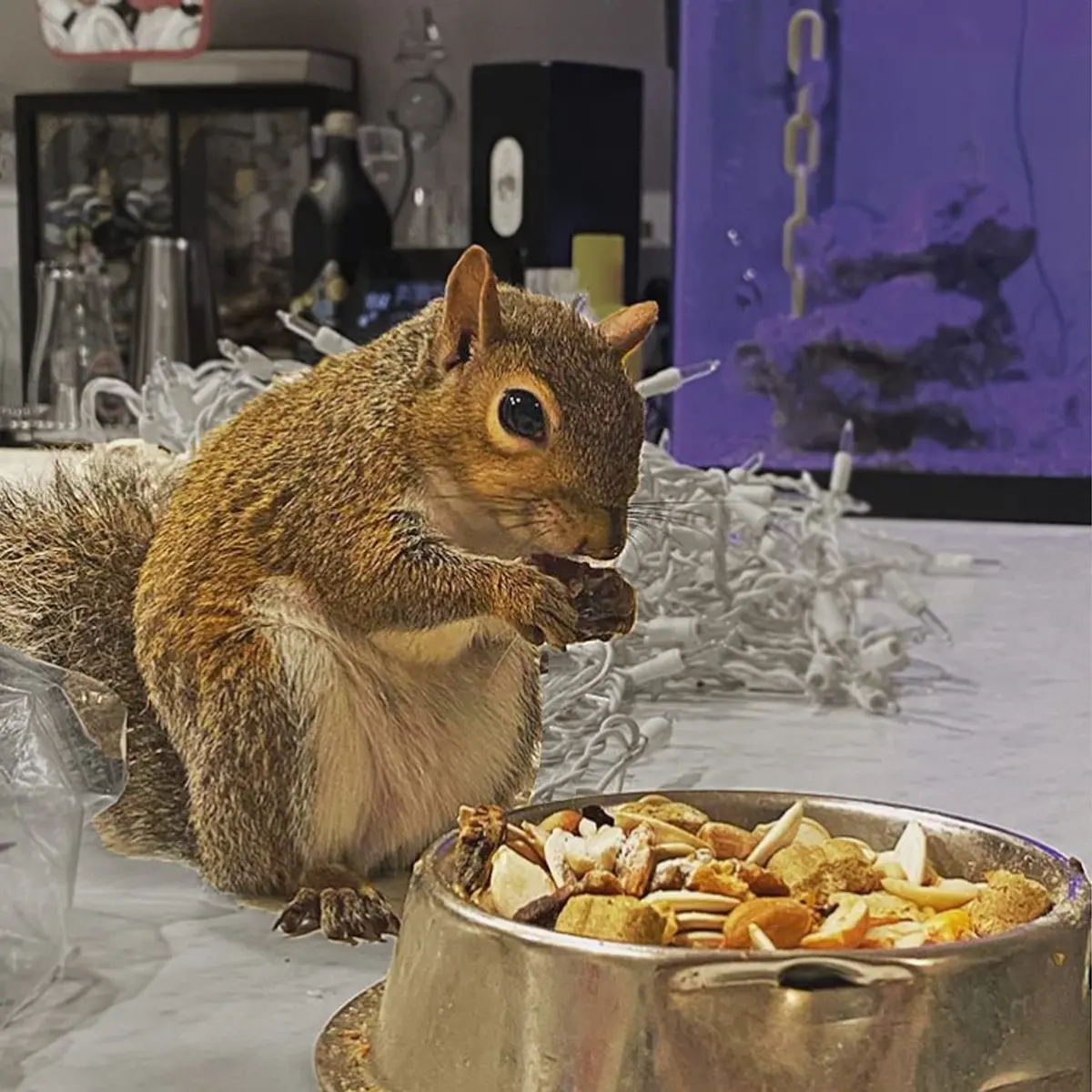 Exotic Nutrition Squirrel Complete 6.8 kg (15 lb) | Healthy Natural Food for Pet & Captive Squirrels - view 4