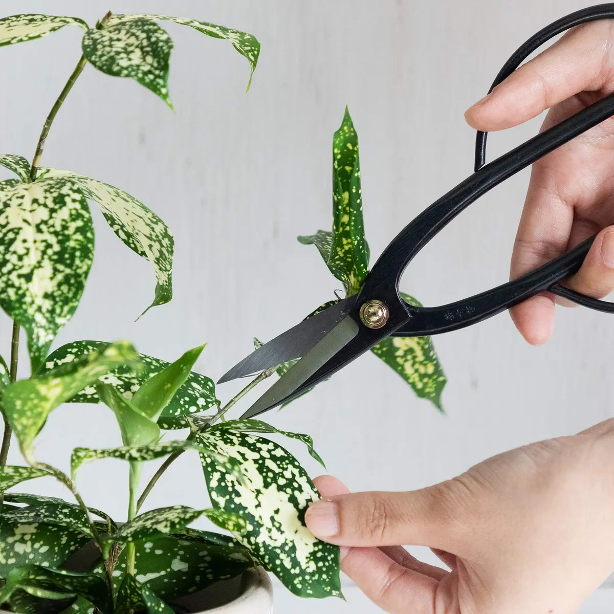 Wazakura Ashinaga Bonsai Pruning Scissors 200mm (7.87in) | Precision Carbon Steel Cut for Delicate Bonsai & Floristry - view 9