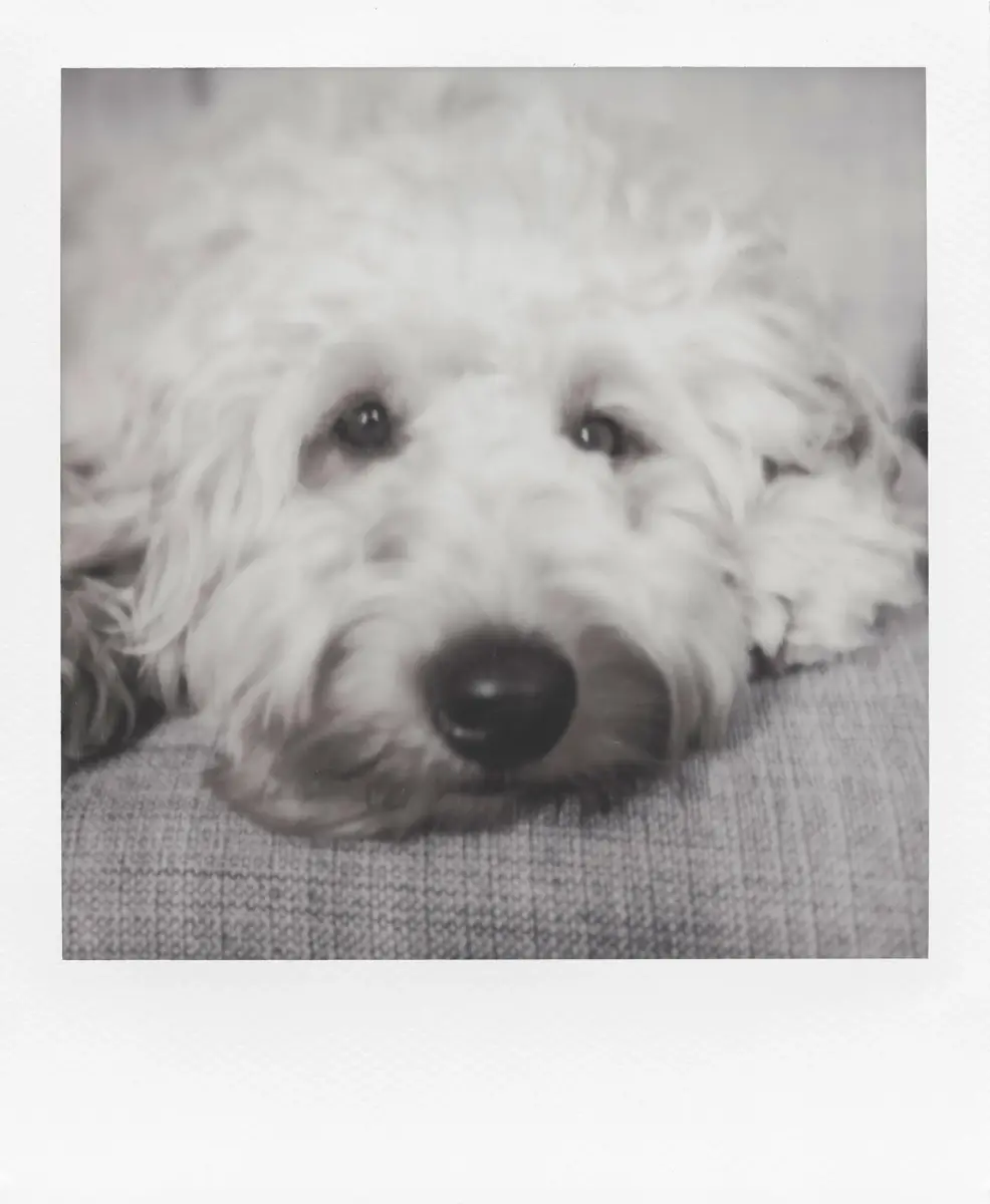 Polaroid B&W Instant Film for 600 Cameras, 8 Exposures | Classic Iconic White Frame - view 3