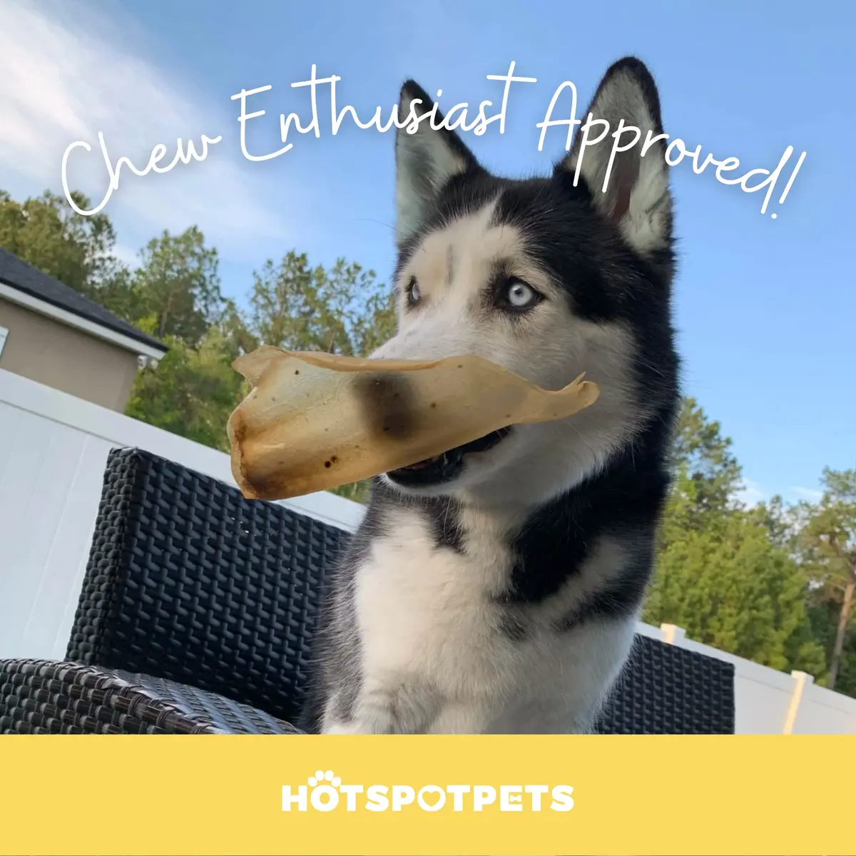 hotspot pets All-Natural Beef Cow Ears Dog Chews (10 Pack) Long-Lasting, Low Odor, Single Ingredient Treat for Healthy Teeth & Gums - view 7