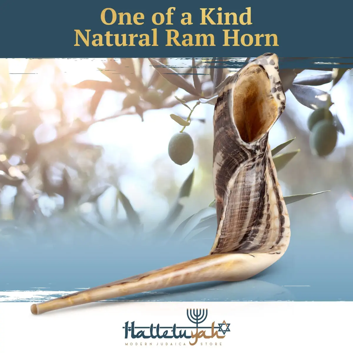 HalleluYAH Ram Horn Shofar 30-35 cm (12"-14") | Authentic Kosher Musical Instrument from Israel - view 2