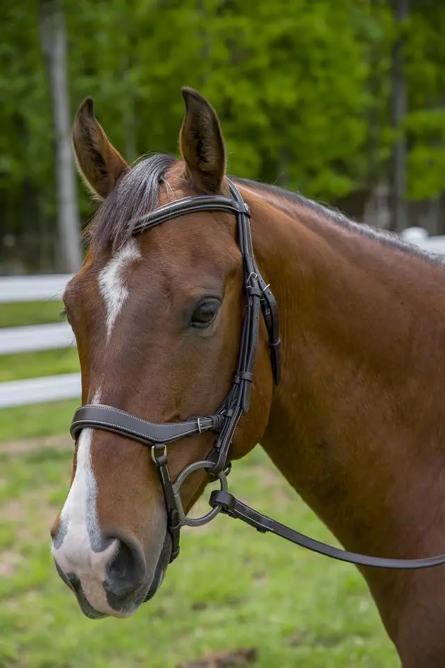 Henri de Rivel Pro Anatomical Bridle - Havana - Oversize | Anatomically Shaped Horse Bridle for Comfort & Focus - view 2