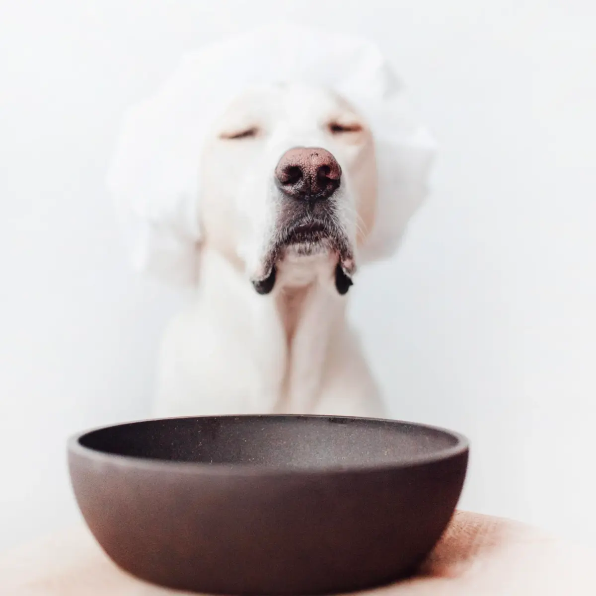 District 70 Bamboo Dog Bowl Small Dark Grey 570ml (20 Fl Oz) | Non-Slip Base for Eager Eaters - view 5
