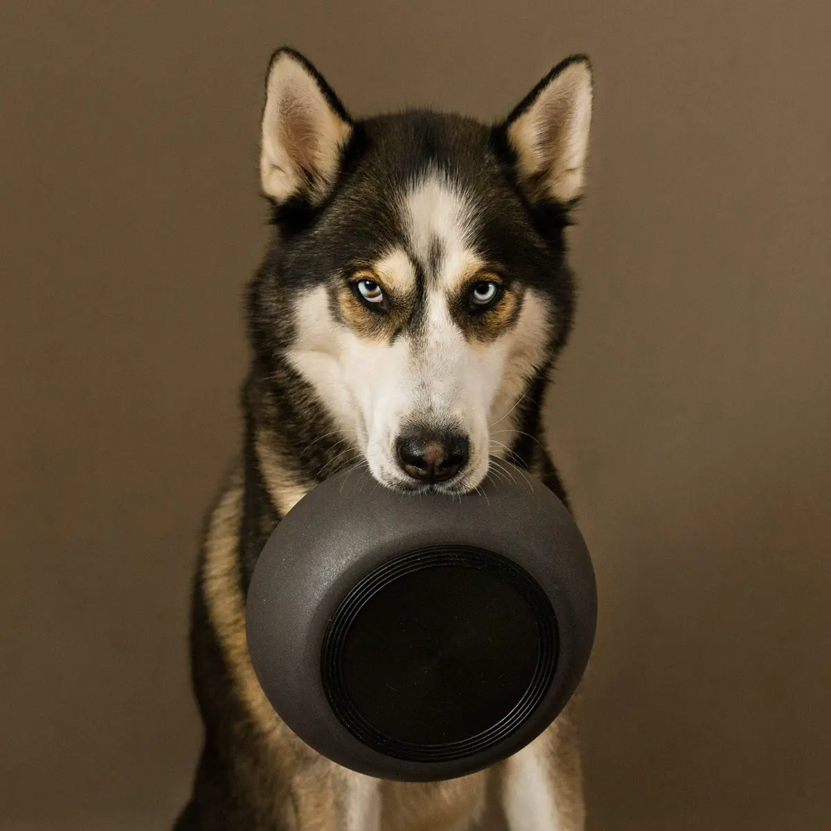 District 70 Bamboo Dog Bowl Small Dark Grey 570ml (20 Fl Oz) | Non-Slip Base for Eager Eaters - view 6