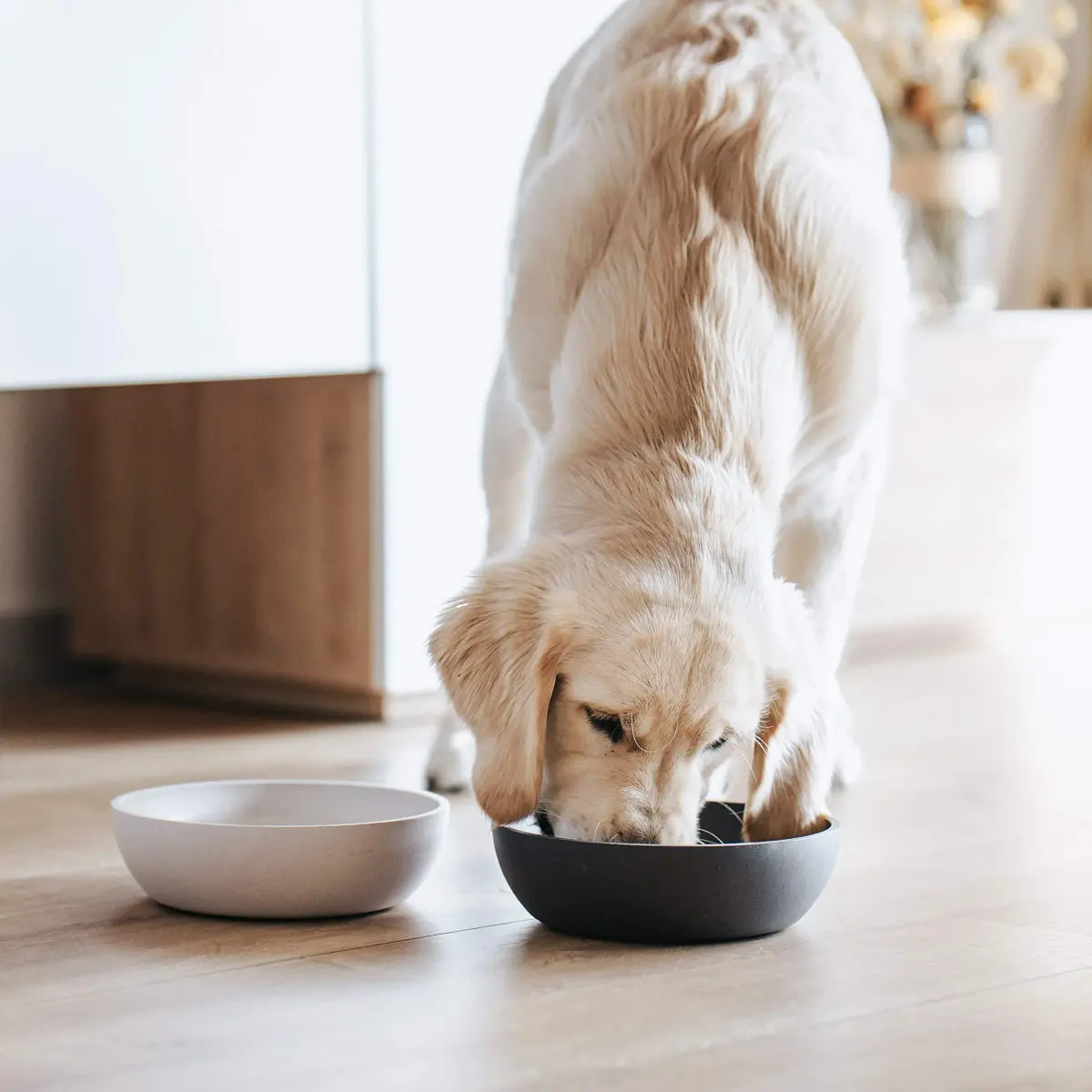District 70 Bamboo Dog Bowl Small Merengue 570ml (19.27 Fl Oz) | Stylish Non-Slip Pet Feeder - view 3
