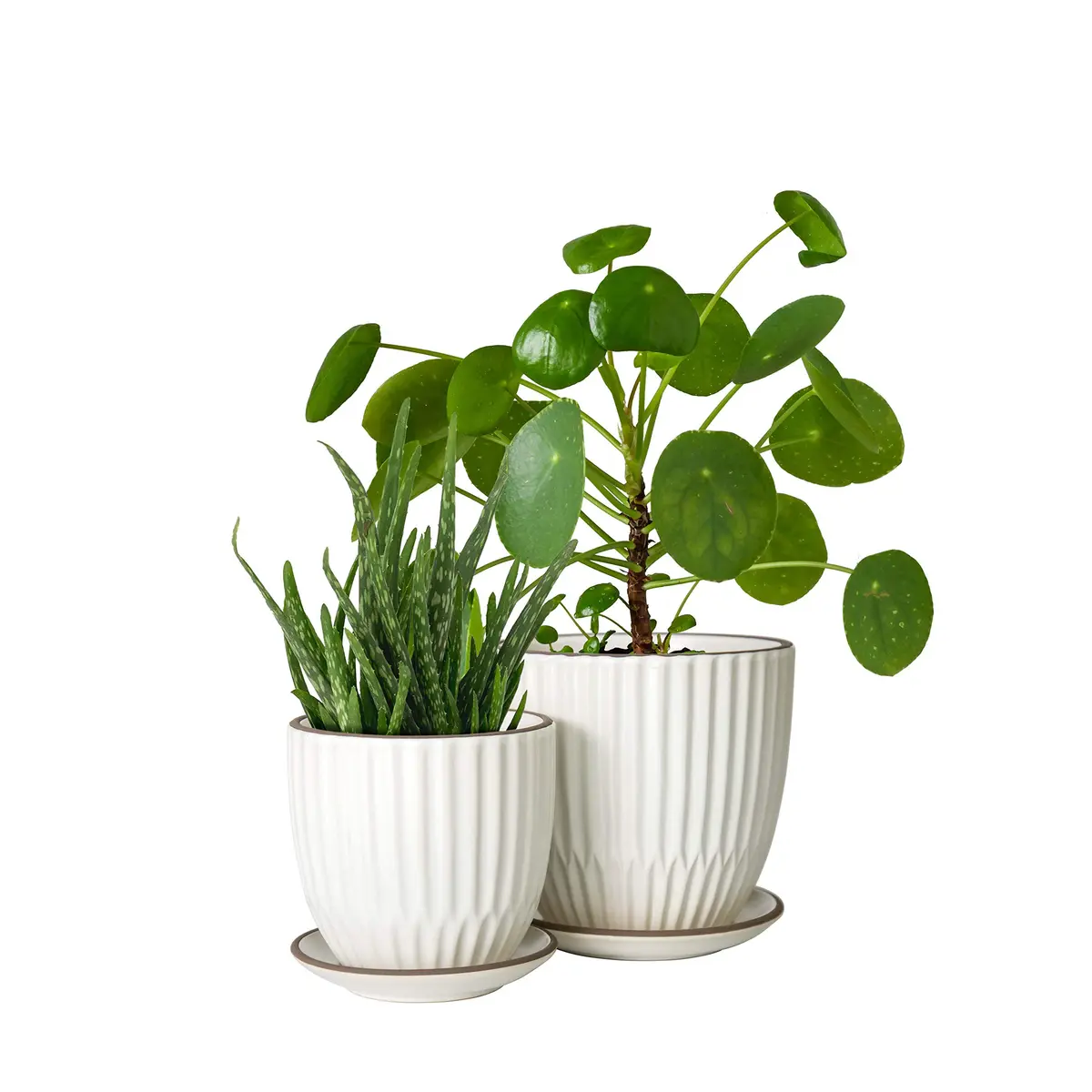 D'vine Dev 2-Pack Stoneware Planter Pots, 4.5 in & 5.8 in, Ivory | Modern Ribbed Ceramic Indoor Planters - view 8