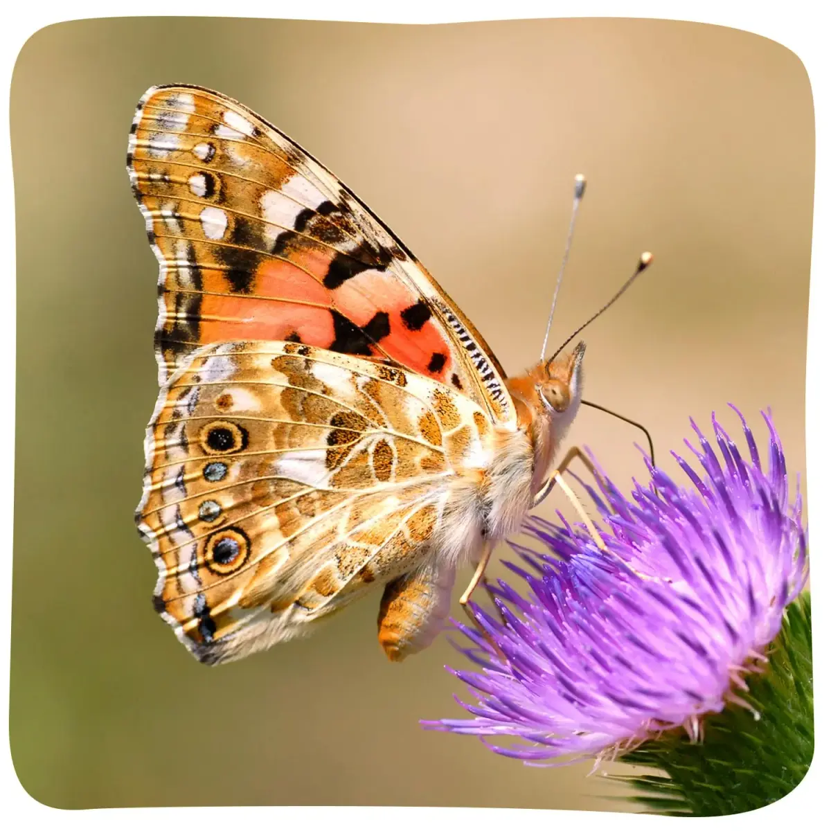 Insect Lore Butterfly Garden with 10 Live Baby Caterpillars & STEM Journal | 29.1 cm (12 inch) Habitat - view 4