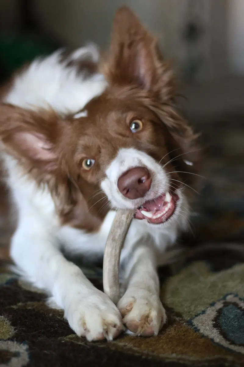 hotspot pets Antlers for Dogs 1 Count (Pack of 1) | Naturally Shed Elk Antler Chew for Aggressive Chewers - view 6