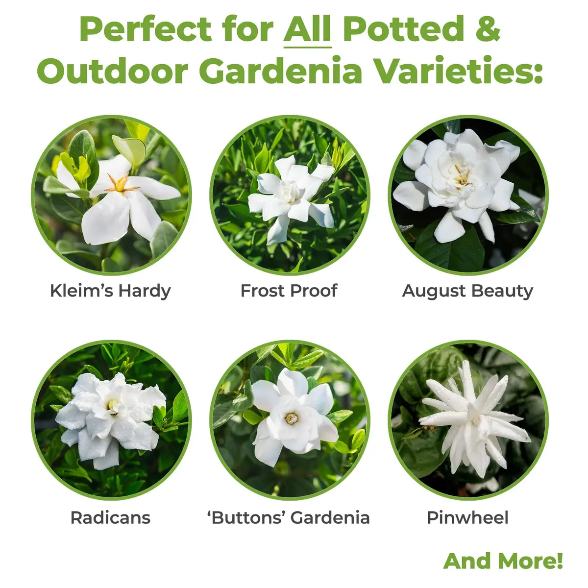 Perfect Plants Gardenia Liquid Fertilizer 8 oz | Bloom Boost Plant Food for Flowering Shrubs - view 3