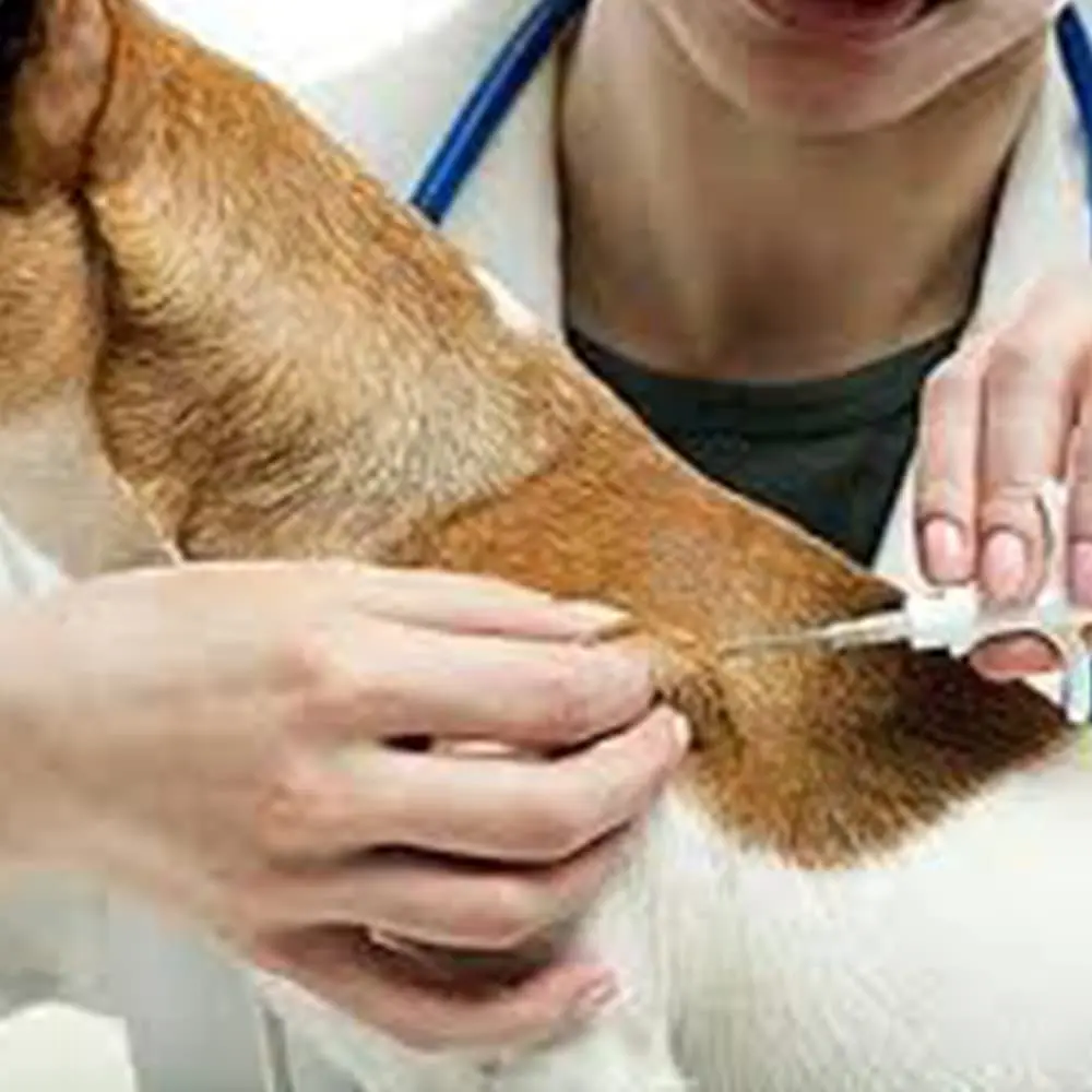 Yanzeo Pet Microchip 134.2khz FDX-B/ISO11784/ISO11785 Animal Implant Chip 2.12x12mm | Lifetime Registration - view 3
