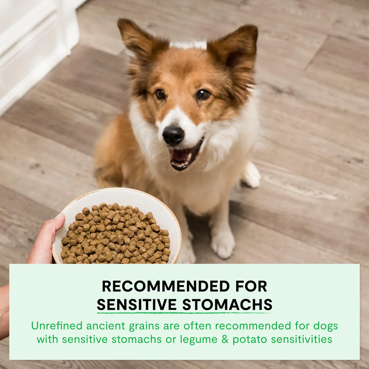 Open Farm Ancient Grains Dry Dog Food, Farmer's Table Pork Kibble, 1.81kg (4lb) | Grain-Inclusive, Sensitive Stomach Support - view 4