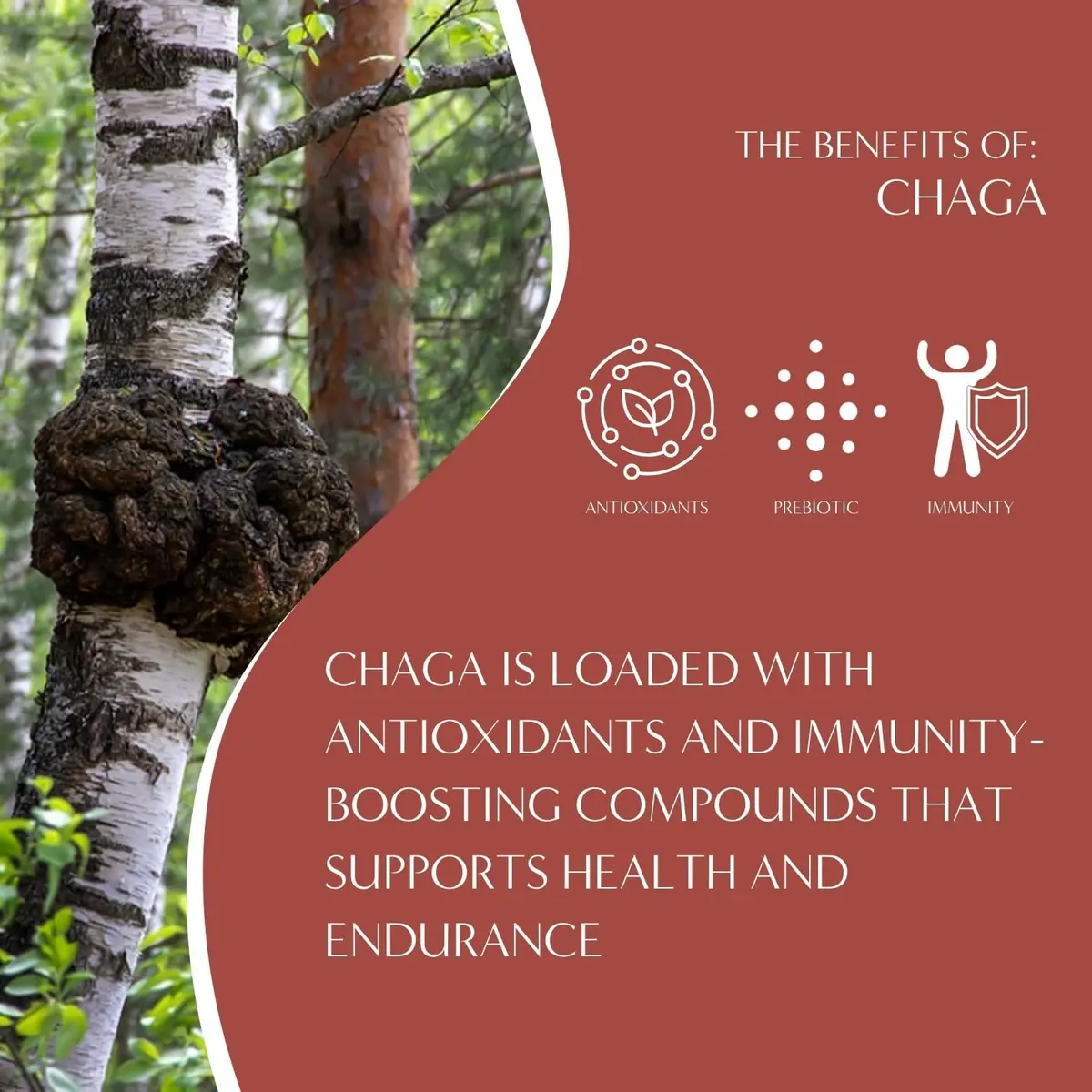Teeccino Chaga Ashwagandha Tea - Butterscotch Cream - 10 TeaBags - Organic Mushroom Adaptogenic Herbal Tea, 3x More Herbs than Regular Tea Bags, Prebiotic, Caffeine Free, Gluten Free - view 5
