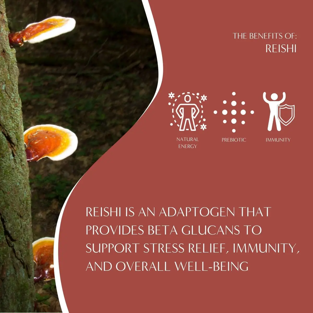 Teeccino Reishi Eleuthero Tea - French Roast - 10 TeaBags | Organic Mushroom Adaptogenic Herbal Tea, Caffeine Free, Chicory Prebiotic - view 5
