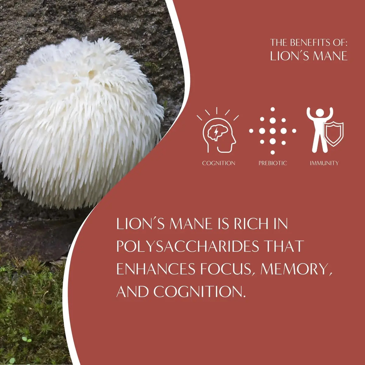 Teeccino Caffeine-Free Mushroom Adaptogenic Herbal Tea - 10 Tea Bags | Lion’s Mane Rhodiola Rose, Lightly Sweet from Dates & Figs - view 5