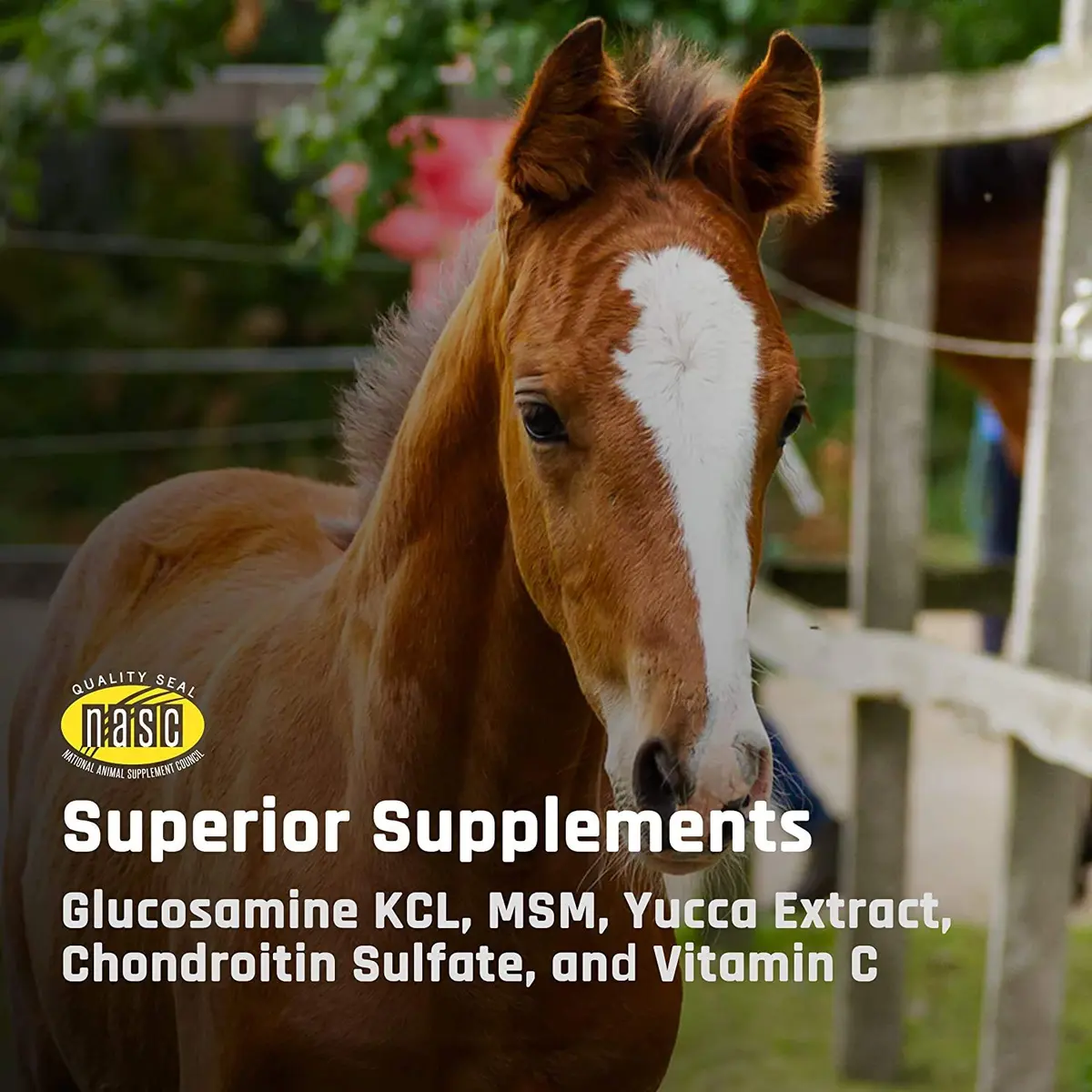 Majesty's Flex Wafers - Superior Horse/Equine Joint Support Supplement - Glucosamine, MSM, Chondroitin, Yucca, Vitamin C (Peppermint, 120 Count) - view 7
