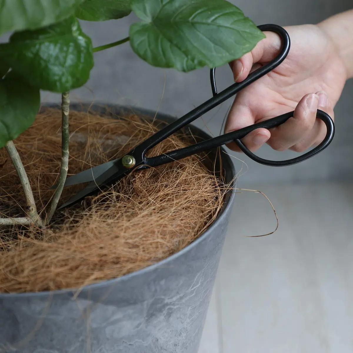 Wazakura Twig Bonsai Scissors 210mm (8.26 in) | Handforged Japanese Garden Tools - view 4