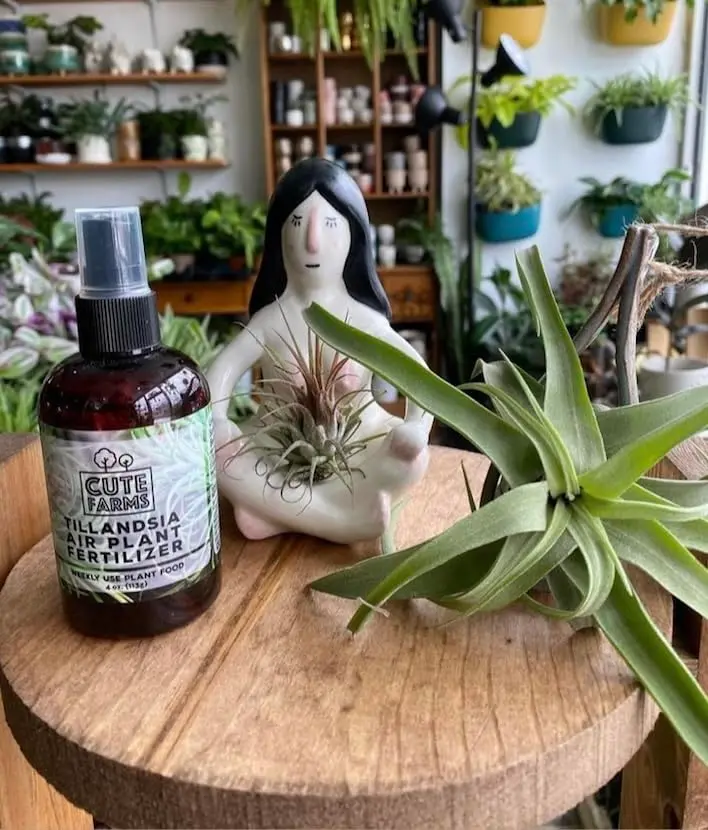 Cute Farms Air Plant Fertilizer Spray 118ml (4 fl oz) | Gentle Weekly Formula for Tillandsia - view 5